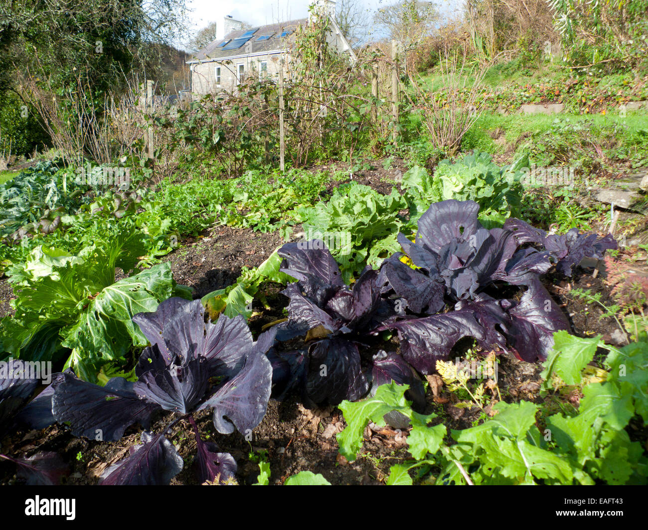 South facing garden uk hi-res stock photography and images - Alamy