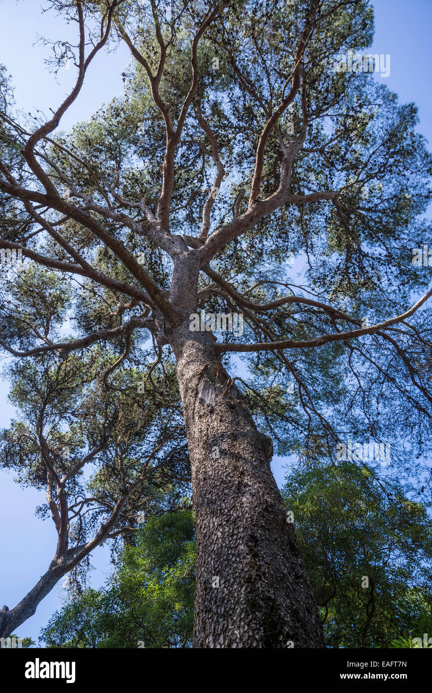 Pine tree, Pinus halepensis, Marechal Carmona Park, Cascais, Lisbon, Portugal Stock Photo
