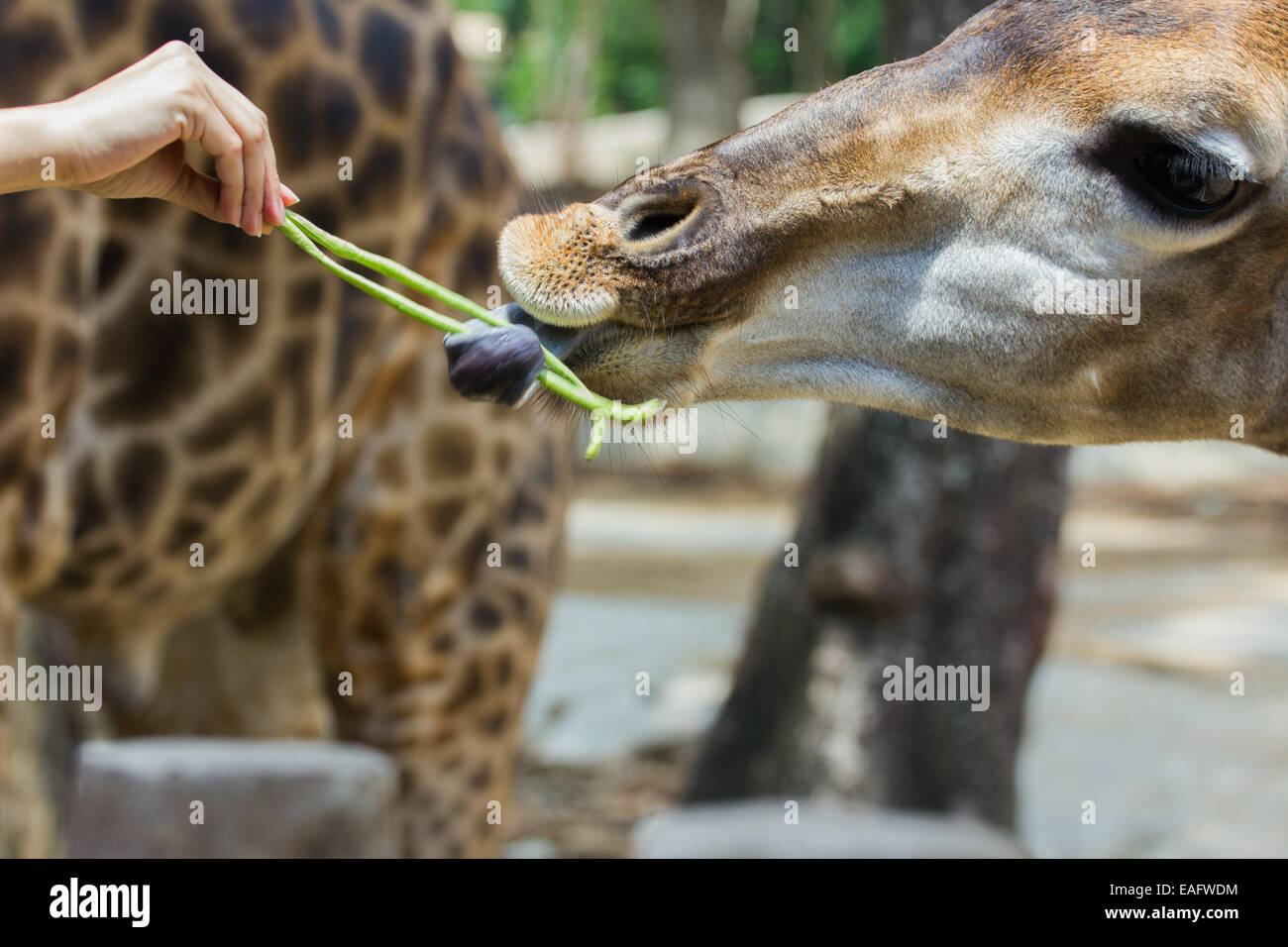 hand of female giving cowpea to giraffe in Thailand Stock Photo
