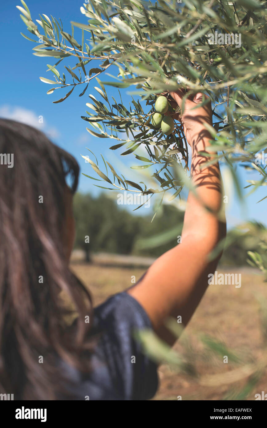 olive-tree-branch-tattoo-meaning