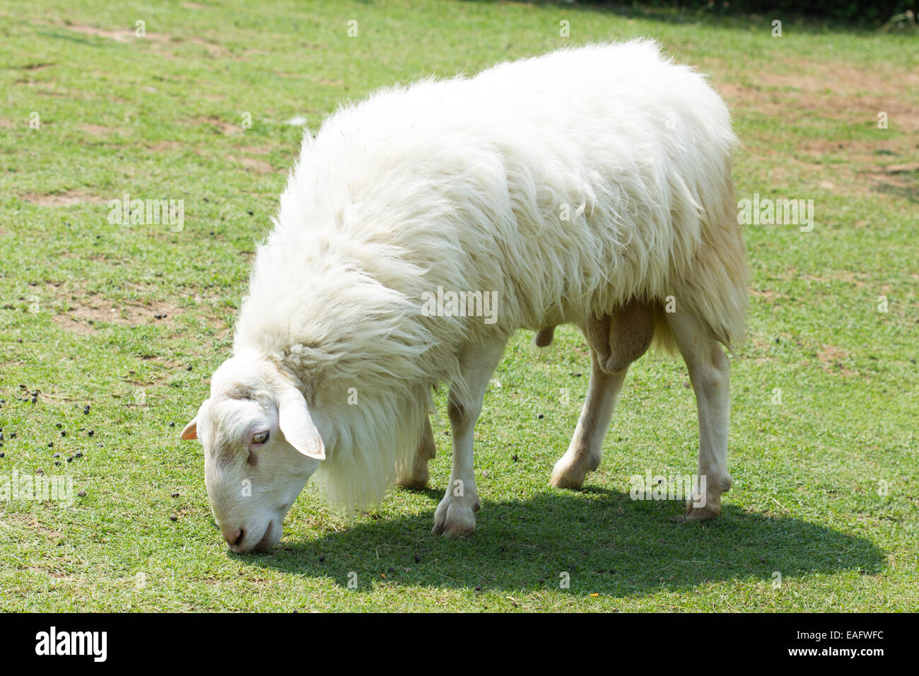 White Woolly Sheep Grazing in a field in Thailand Stock Photo - Alamy