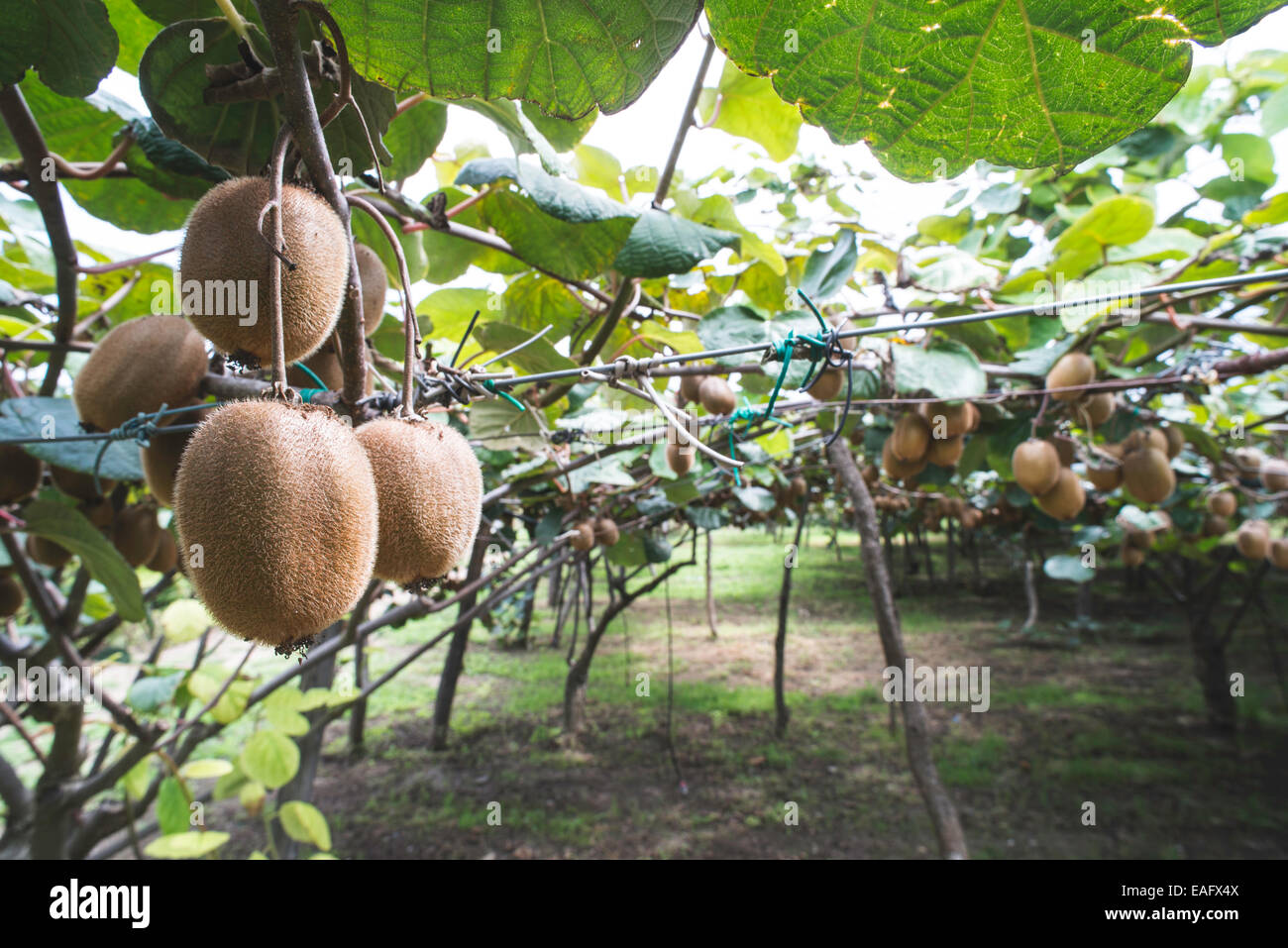 Kiwi Tree High Resolution Stock Photography and Images - Alamy