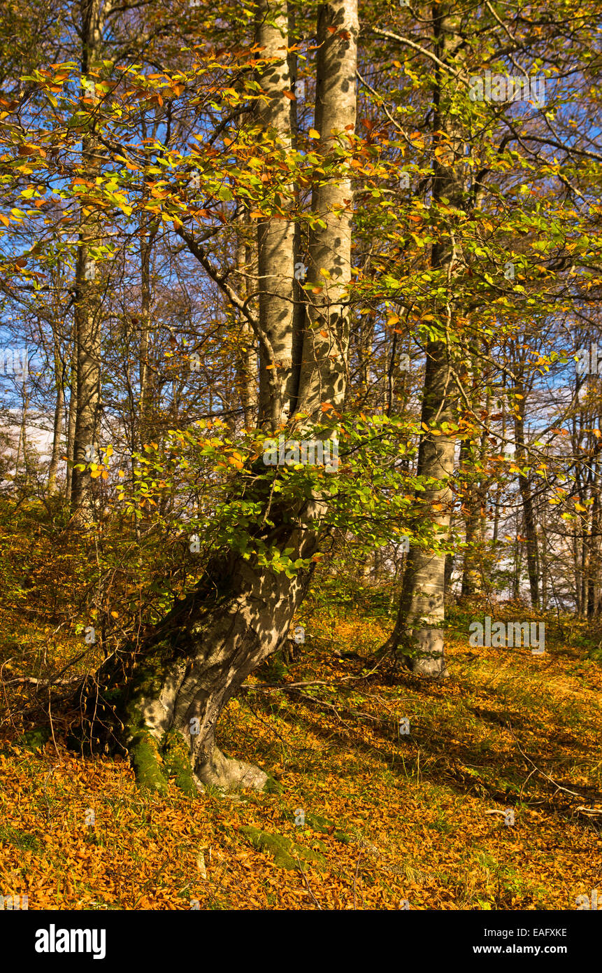 Colours of autumn in a forest at sunny day Stock Photo - Alamy