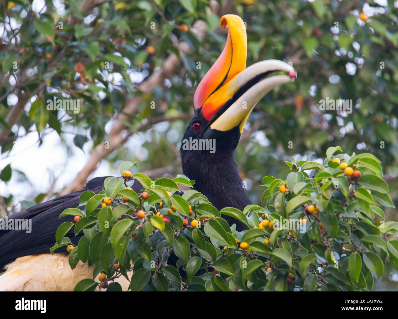 rhinoceros hornbill eating fig rhinoceros hornbill eating fig