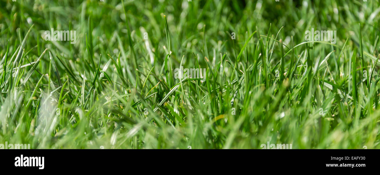 Green grass Stock Photo