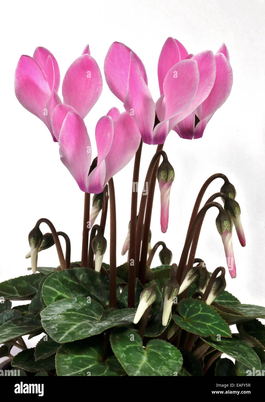 Pink Mini Cyclamen Flowers Stock Photo