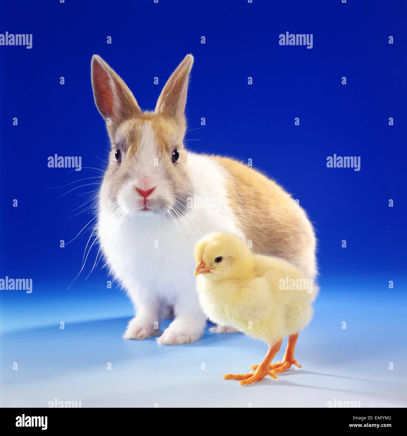 Dwarf Rabbit with chicken chick Stock Photo