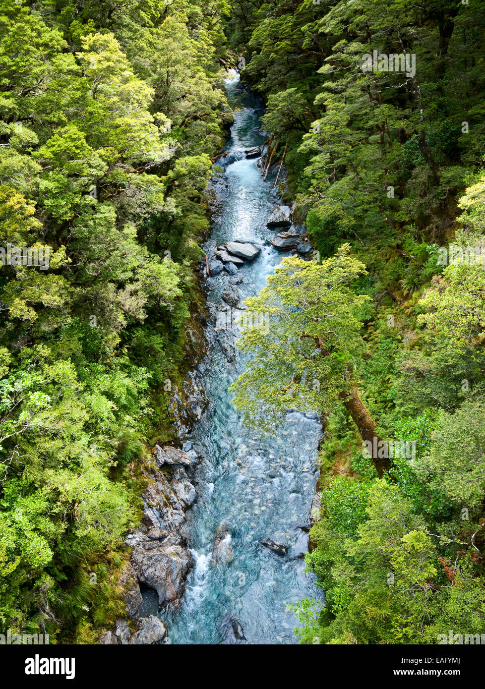 jeg er tørstig pilfer kravle Top view at a stream in rain forest at New Zealand Stock Photo - Alamy