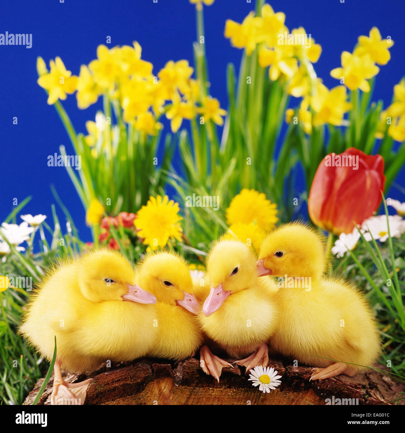 Duck in flowers hires stock photography and images Alamy