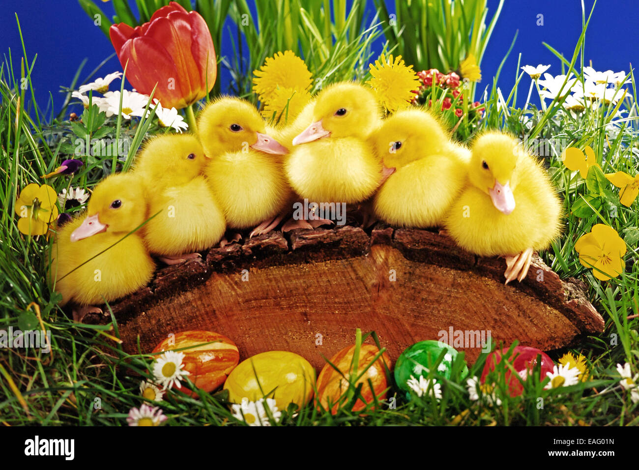 Six ducks sit on a tree in the meadow with flowers Stock Photo Alamy