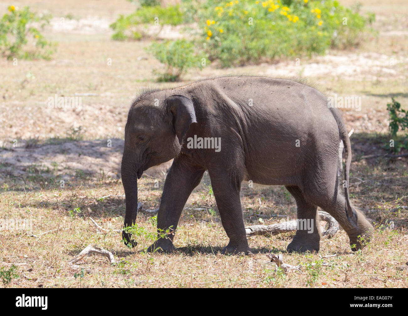 Juvenile Sri Lankan elephant (Elephas maximus maximus) a subspecies of Asian Elephant, Yala National Park, Sri Lanka Stock Photo
