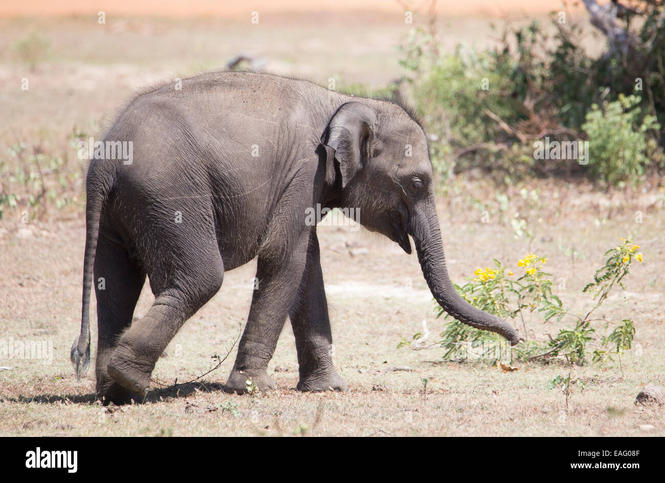 Juvenile Sri Lankan elephant (Elephas maximus maximus) a subspecies of Asian Elephant, Yala National Park, Sri Lanka Stock Photo