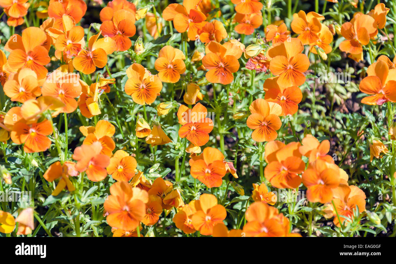 Orange wildflowers hi-res stock photography and images - Alamy