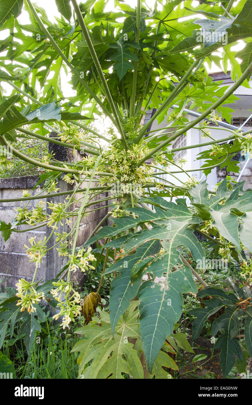 male papaya tree with its flowers Stock Photo - Alamy