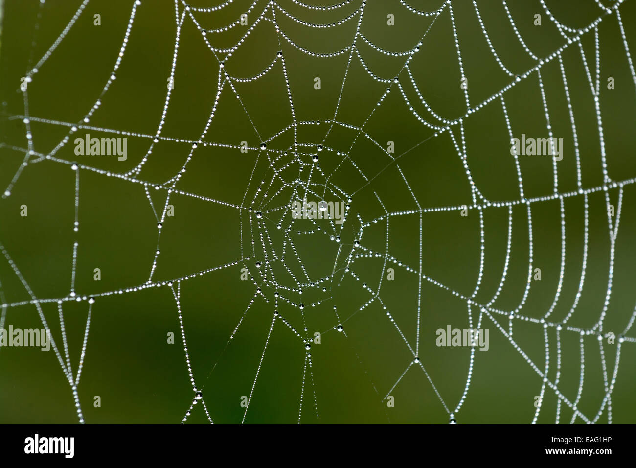 Spiders web covered in early morning dew England Stock Photo