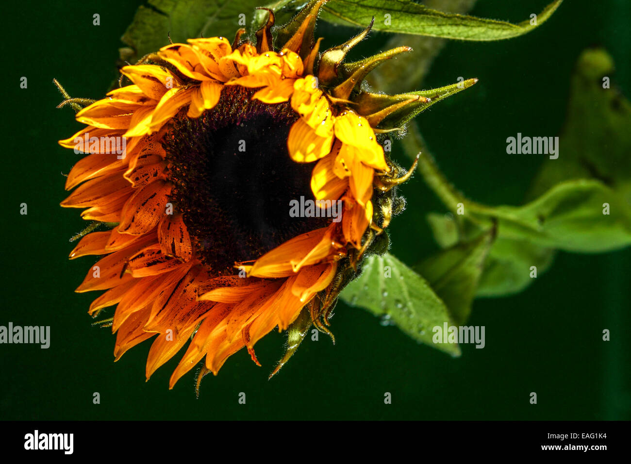 Sunflower submerged under water Stock Photo
