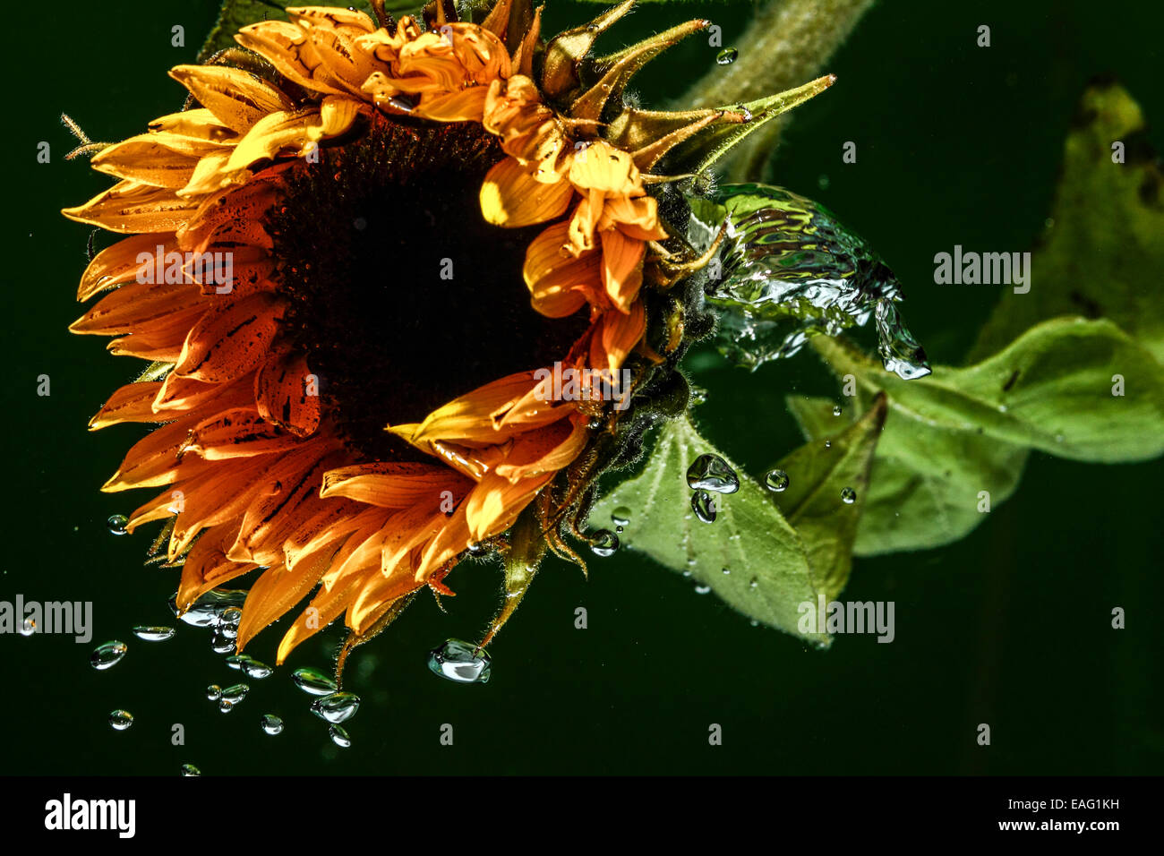 Sunflower submerged under water Stock Photo