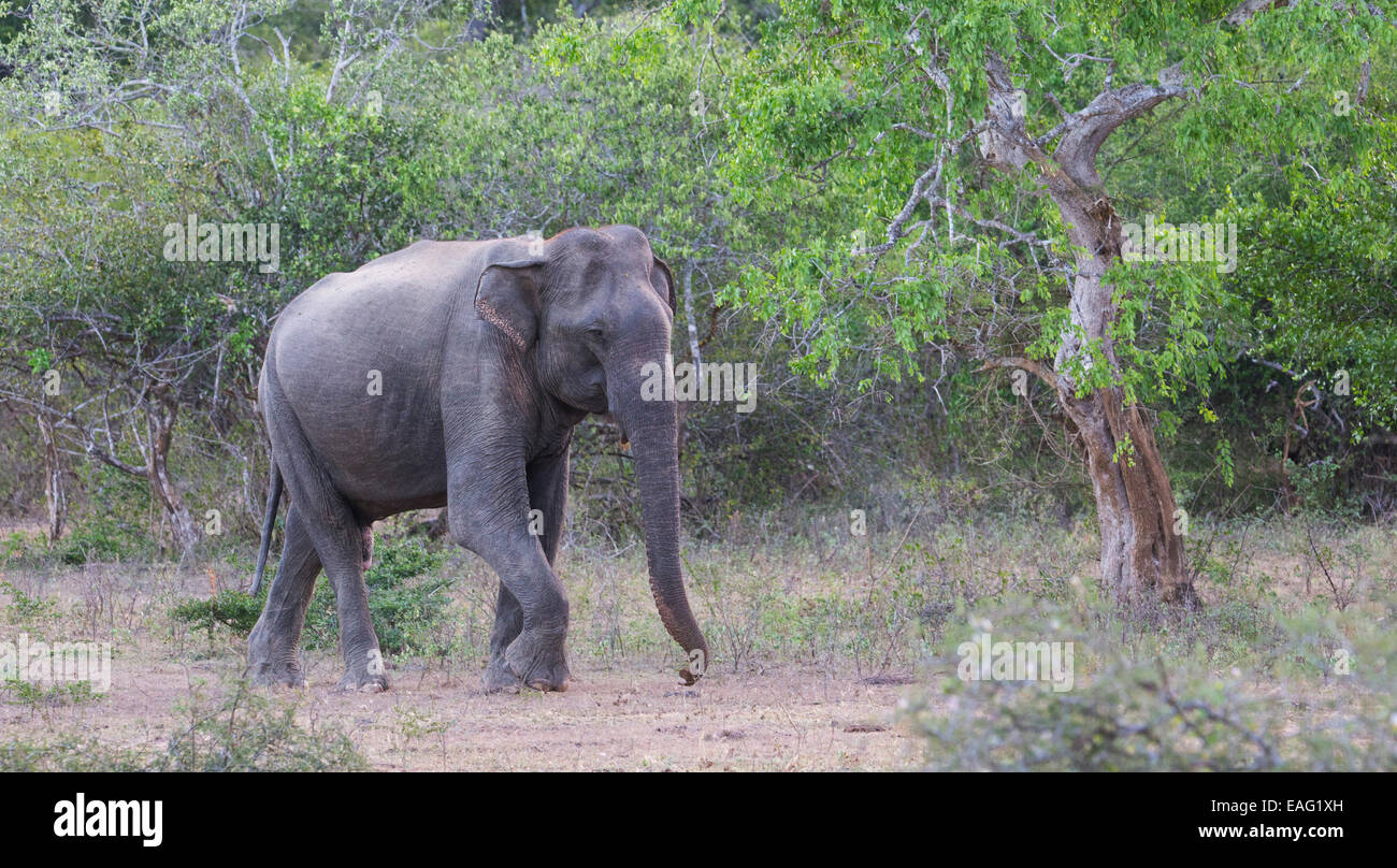 Sri Lankan elephant (Elephas maximus maximus) a subspecies of Asian Elephant, Yala National Park, Sri Lanka Stock Photo
