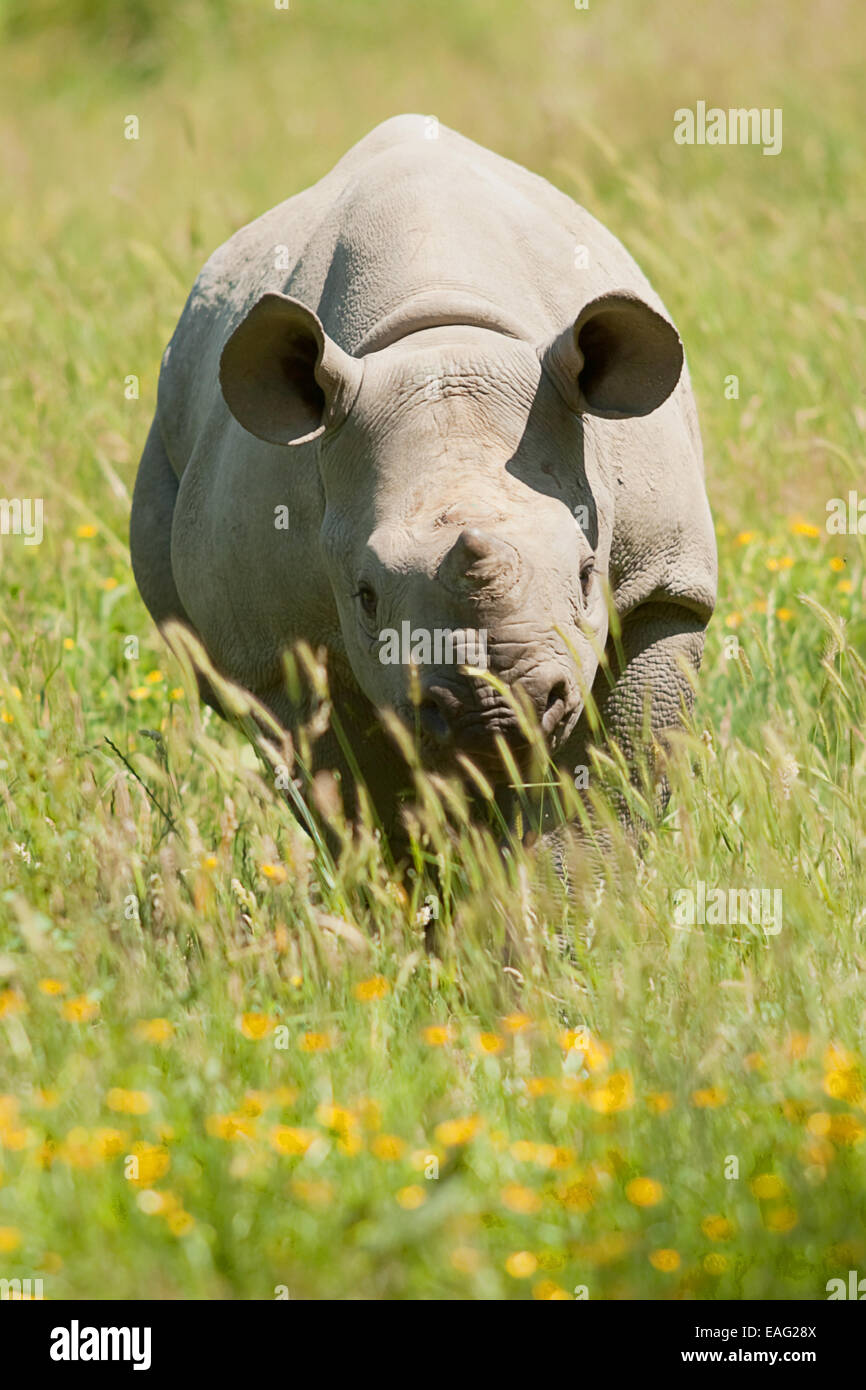 young Black Rhino walking grass Stock Photo - Alamy