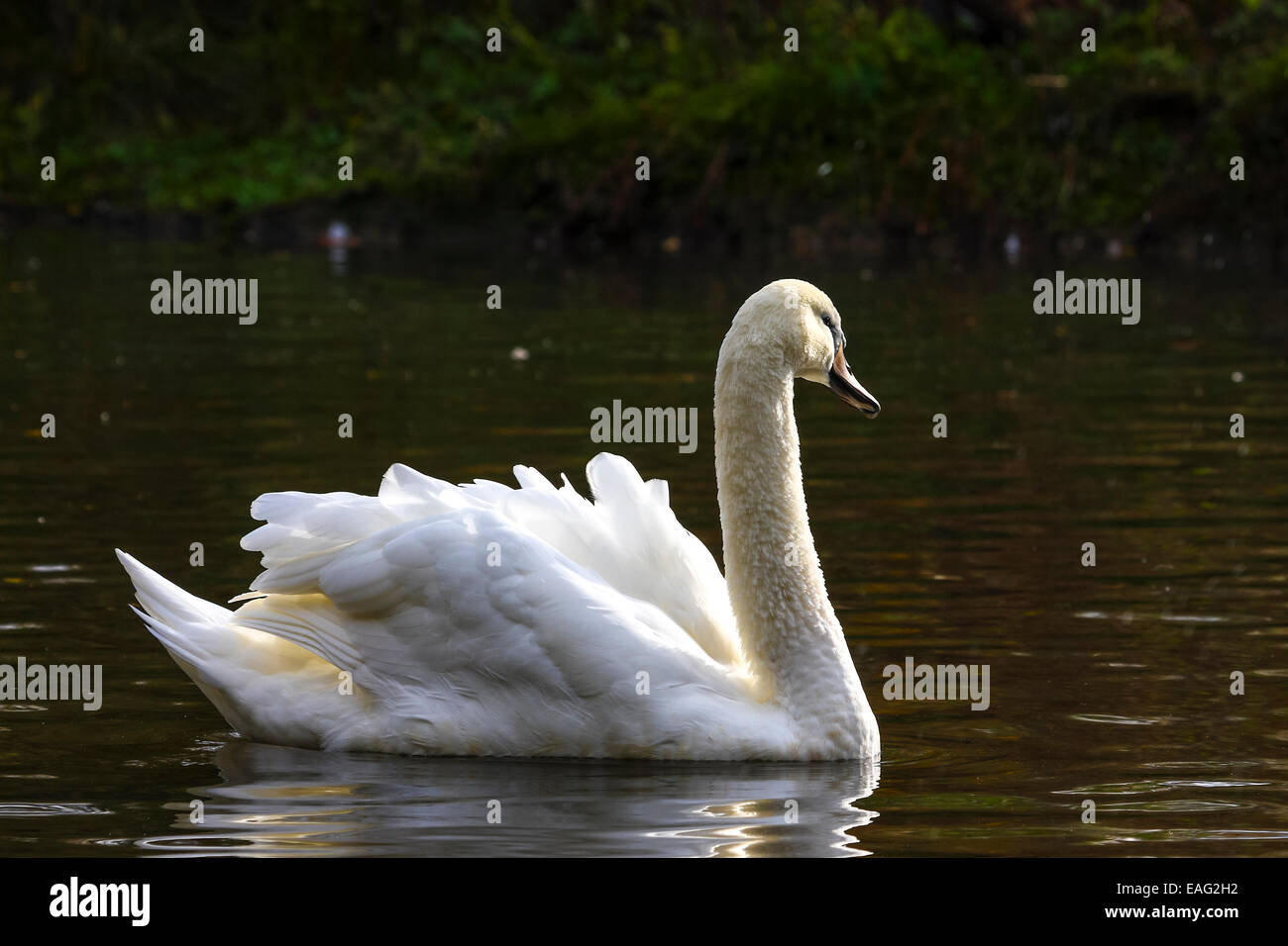 Swan on a lake Stock Photo