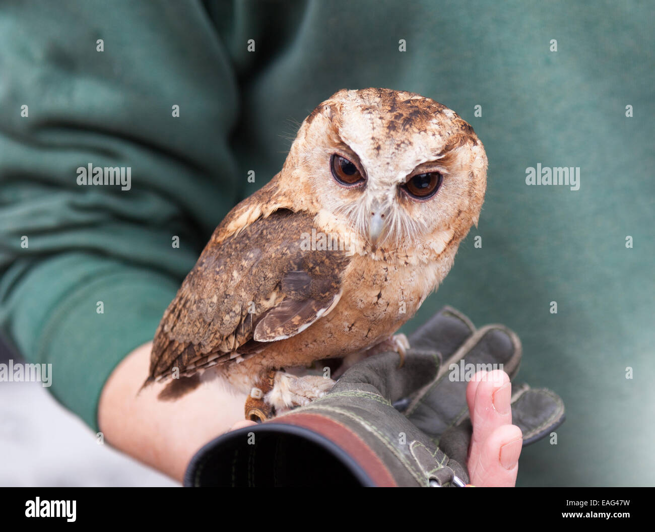 Small owl in handlers hand Stock Photo