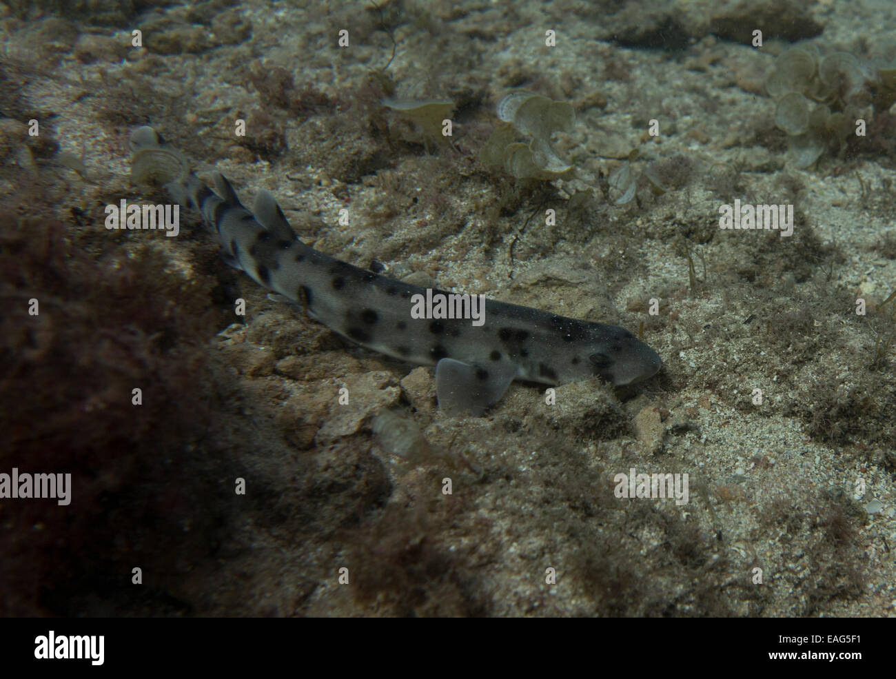 Nursehound shark, Scyliorhinus stellaris, from the Mediterranean Sea. This picture was taken in Malta. Stock Photo