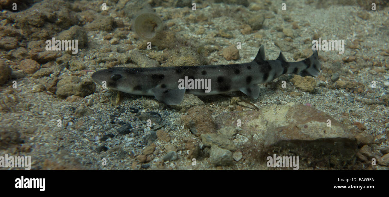 Nursehound shark, Scyliorhinus stellaris, from the Mediterranean Sea. This picture was taken in Malta. Stock Photo