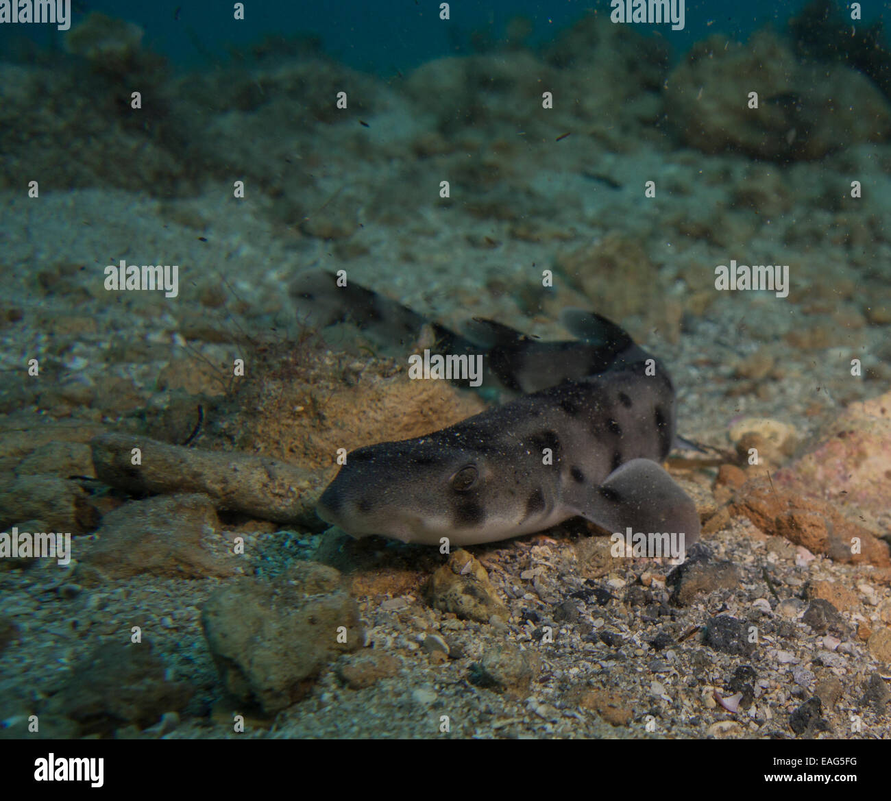 Nursehound shark, Scyliorhinus stellaris, from the Mediterranean Sea. This picture was taken in Malta. Stock Photo
