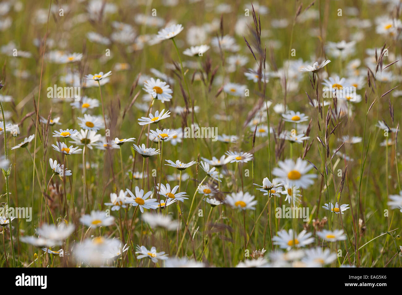 Ox-eye daisies / oxeye daisy (Leucanthemum vulgare / Chrysanthemum leucanthemum) in flower in meadow Stock Photo
