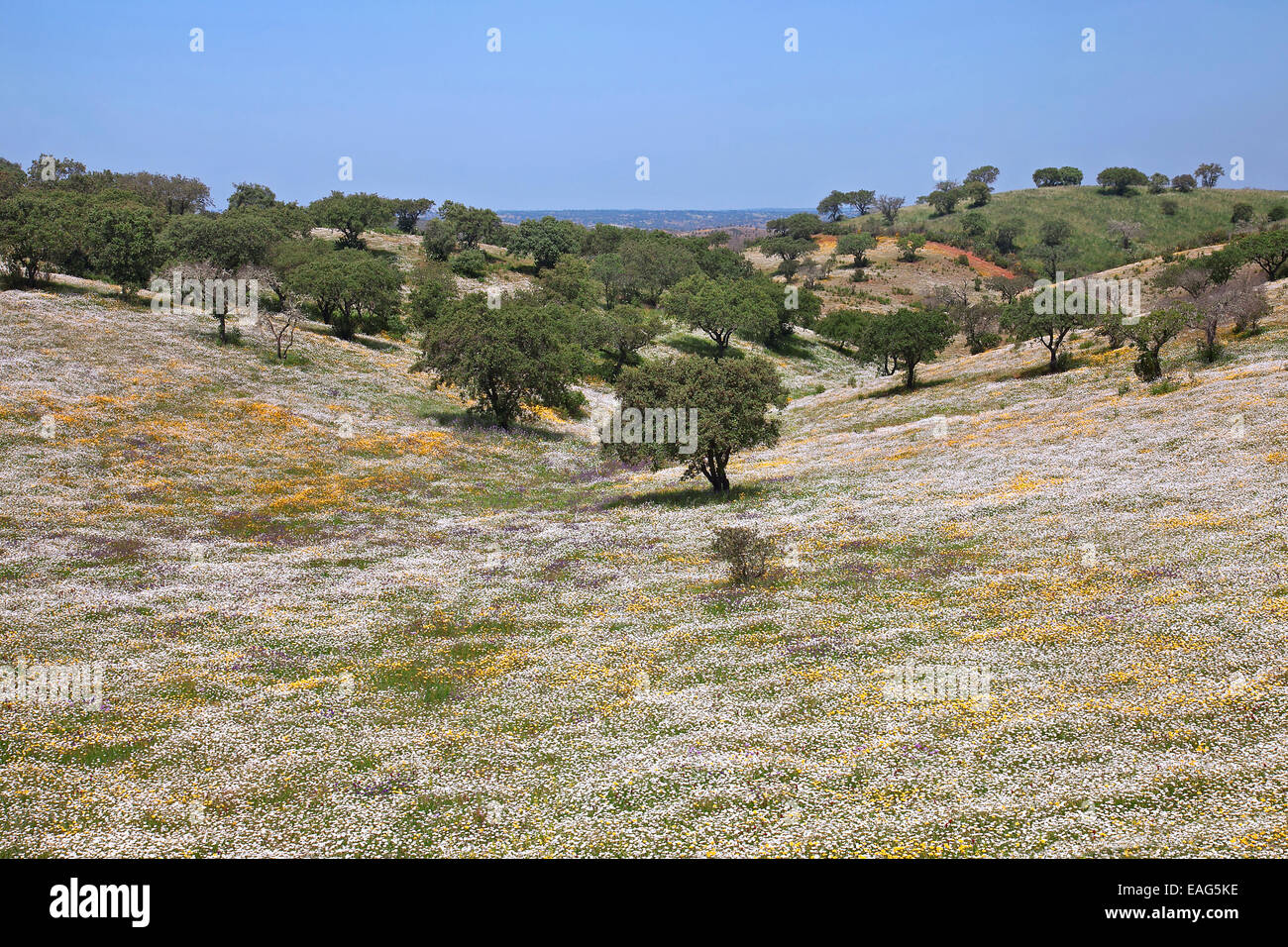 Colourful wildflowers in meadow in montado / dehesa, Alentejo, Portugal Stock Photo
