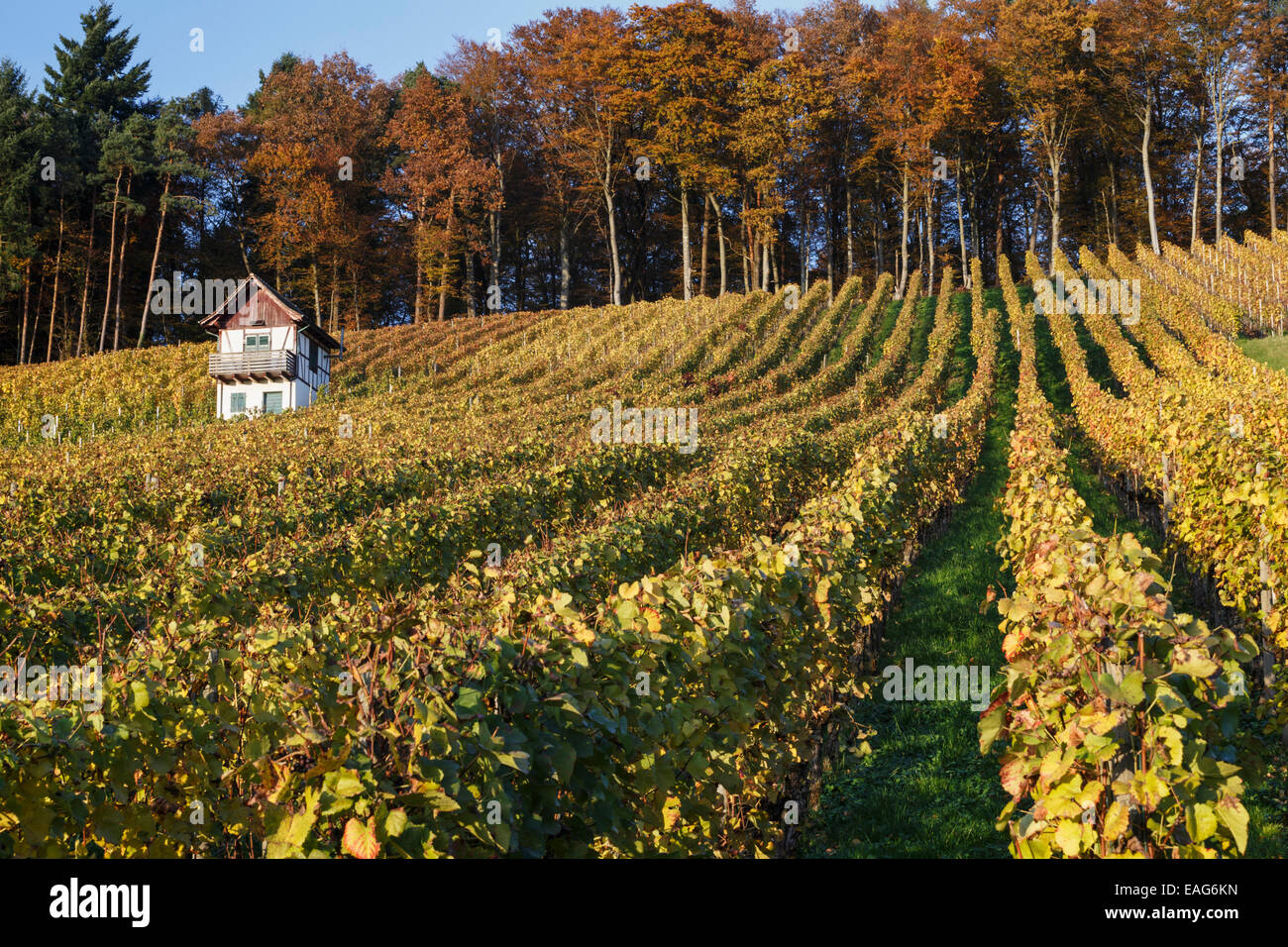 Vineyard in autumn, Rudolfingen, Weinland, Canton of Zürich, Switzerland. Stock Photo