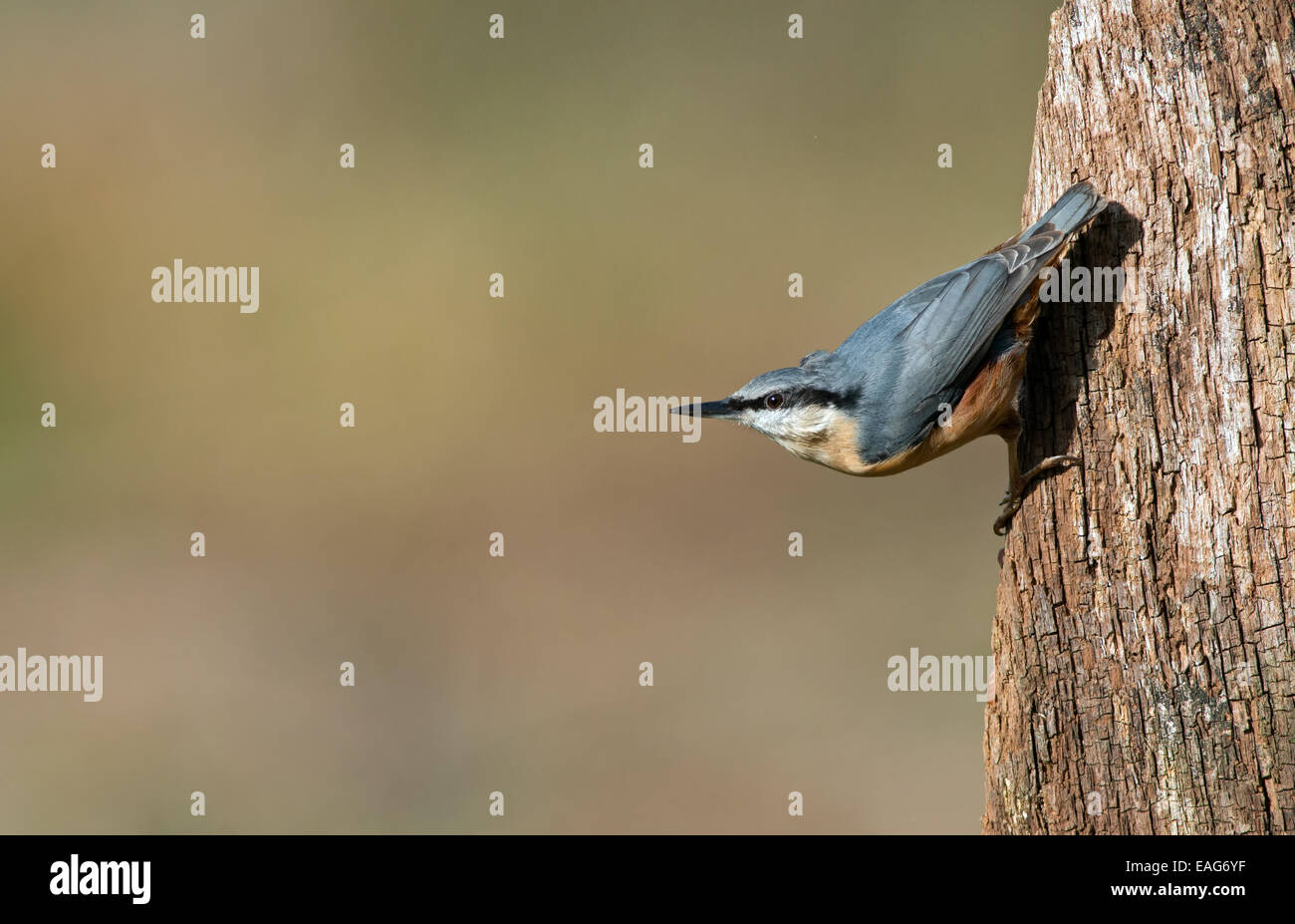 Nuthatch- Sitta  europaea, perches on tree. Uk. Stock Photo