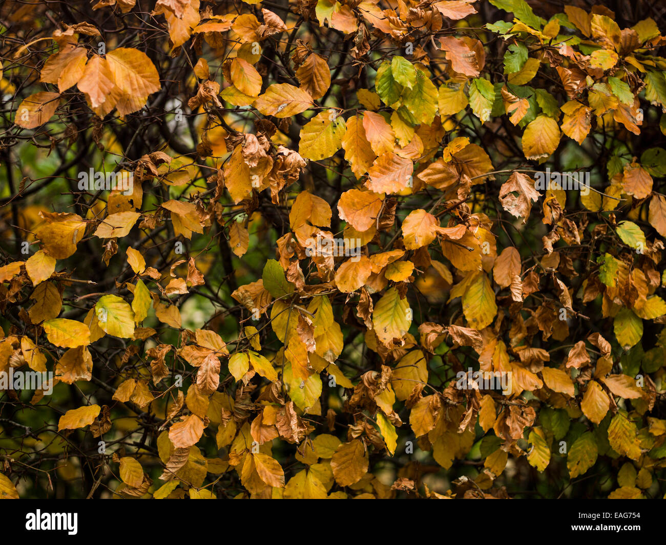 Autumn leaves hi-res stock photography and images - Alamy