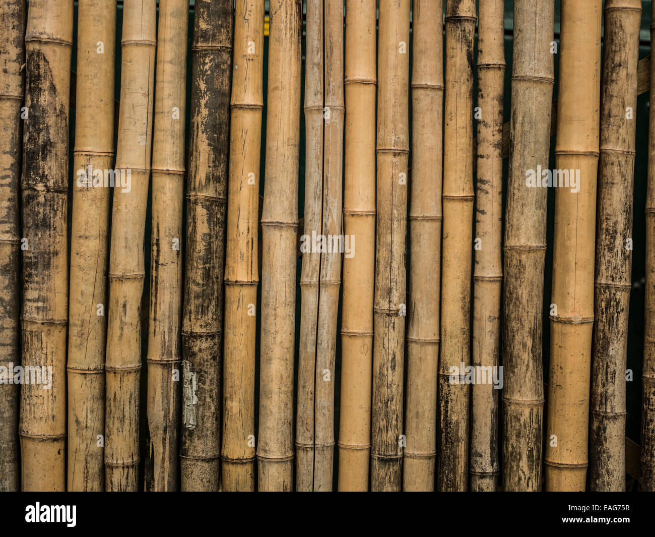 A bamboo fence. Stock Photo