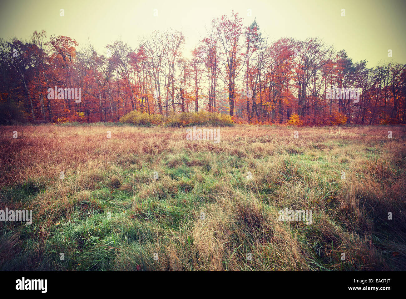 Vintage filtered photo of an autumn field. Stock Photo