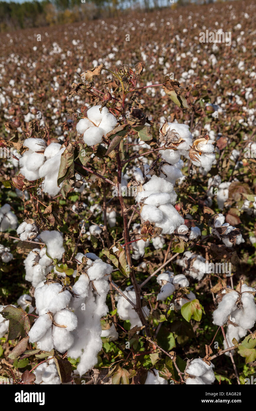 Cotton Bolls High Resolution Stock Photography and Images - Alamy