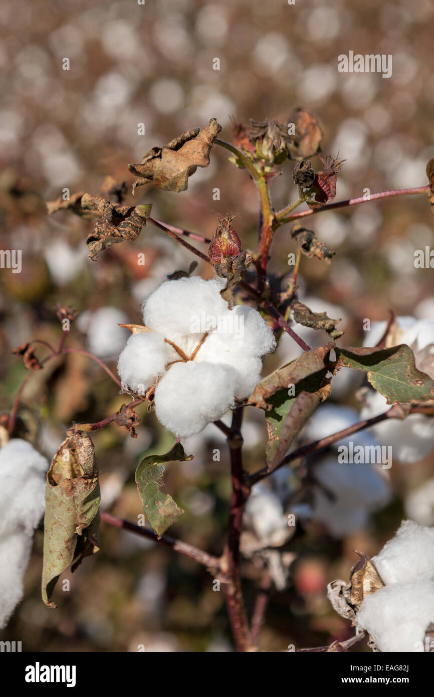 Cotton bolls ready for harvest at a farm outside Columbia, South