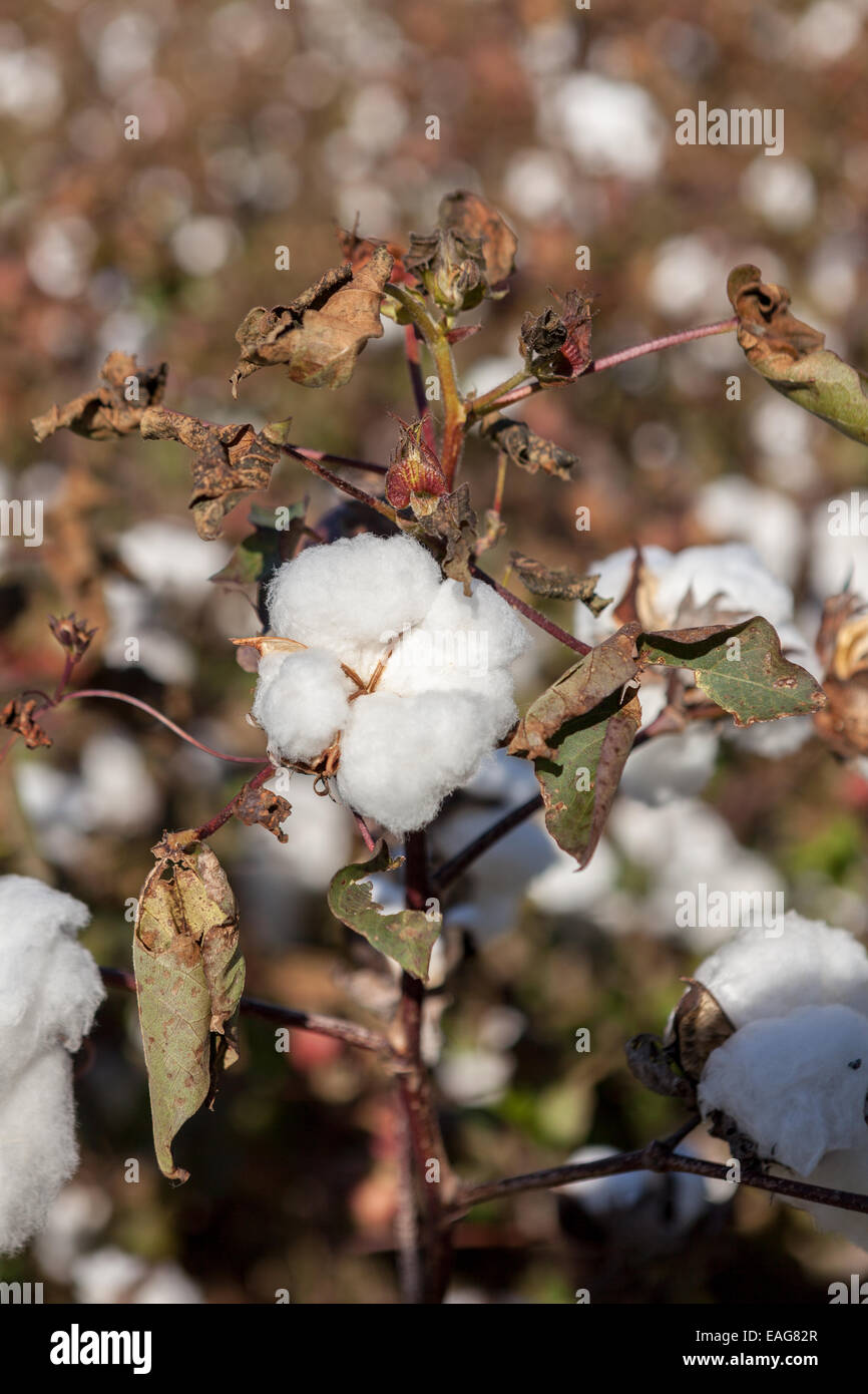 Cotton Bolls High Resolution Stock Photography and Images Alamy