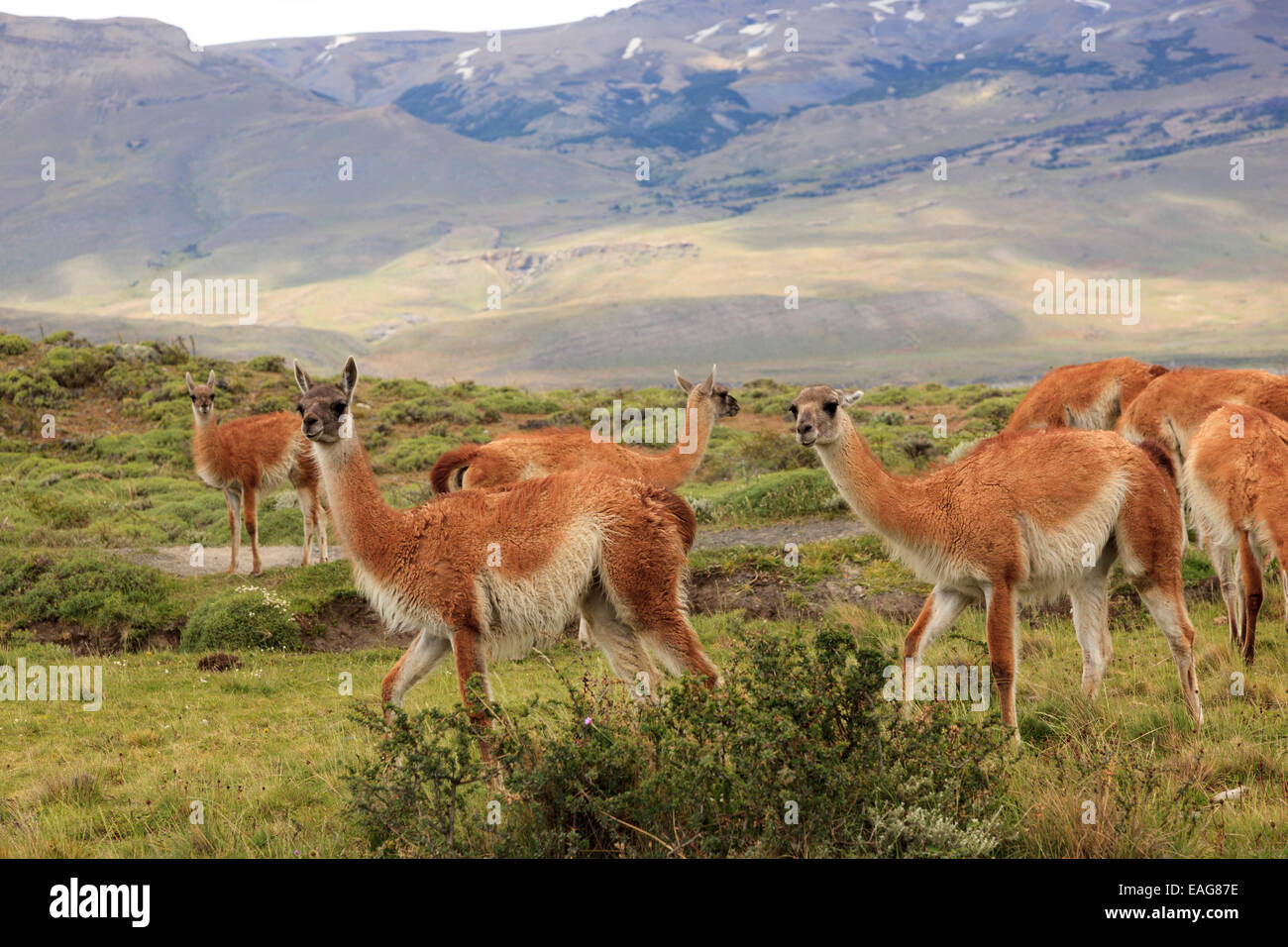 Guanacos, Torres Del Paine National Park, Patagonia, Chile Stock Photo