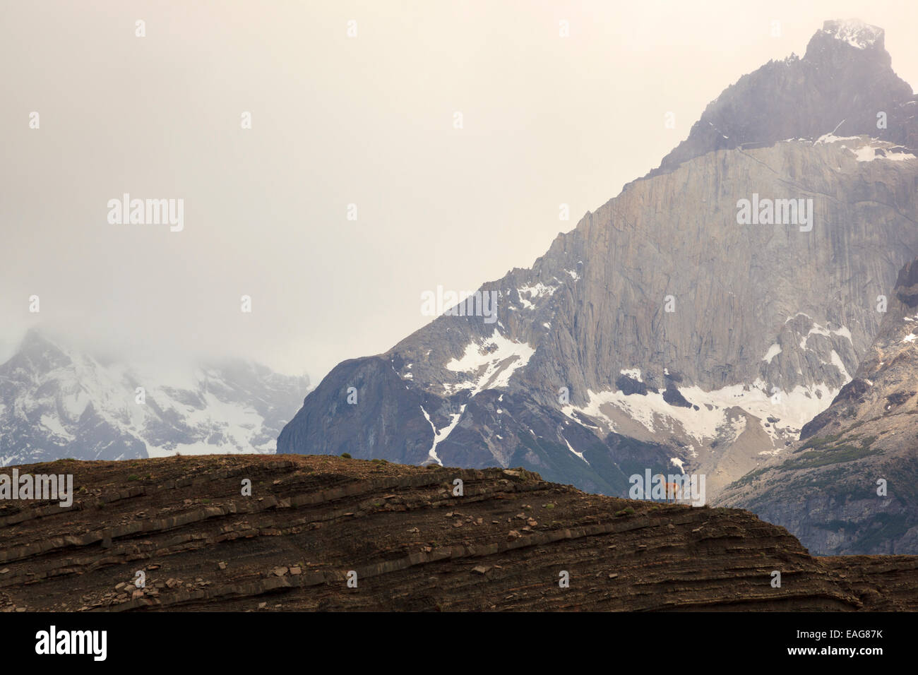 Guanaco on a hill in landscape, Torres Del Paine National Park, Patagonia, Chile Stock Photo