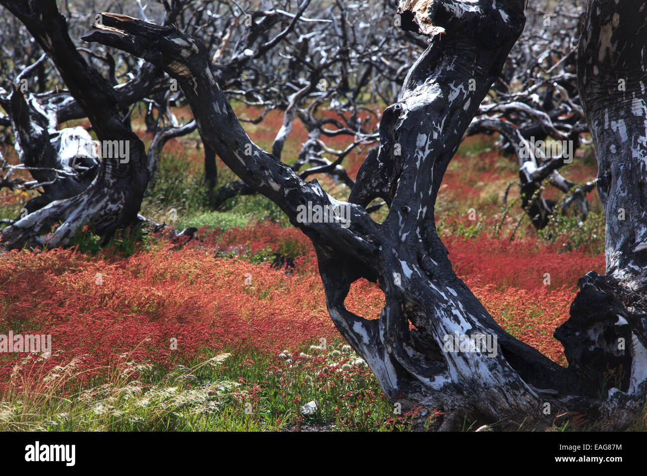 Recovered Forest Fire, Torres Del Paine National Park, Chile Stock Photo