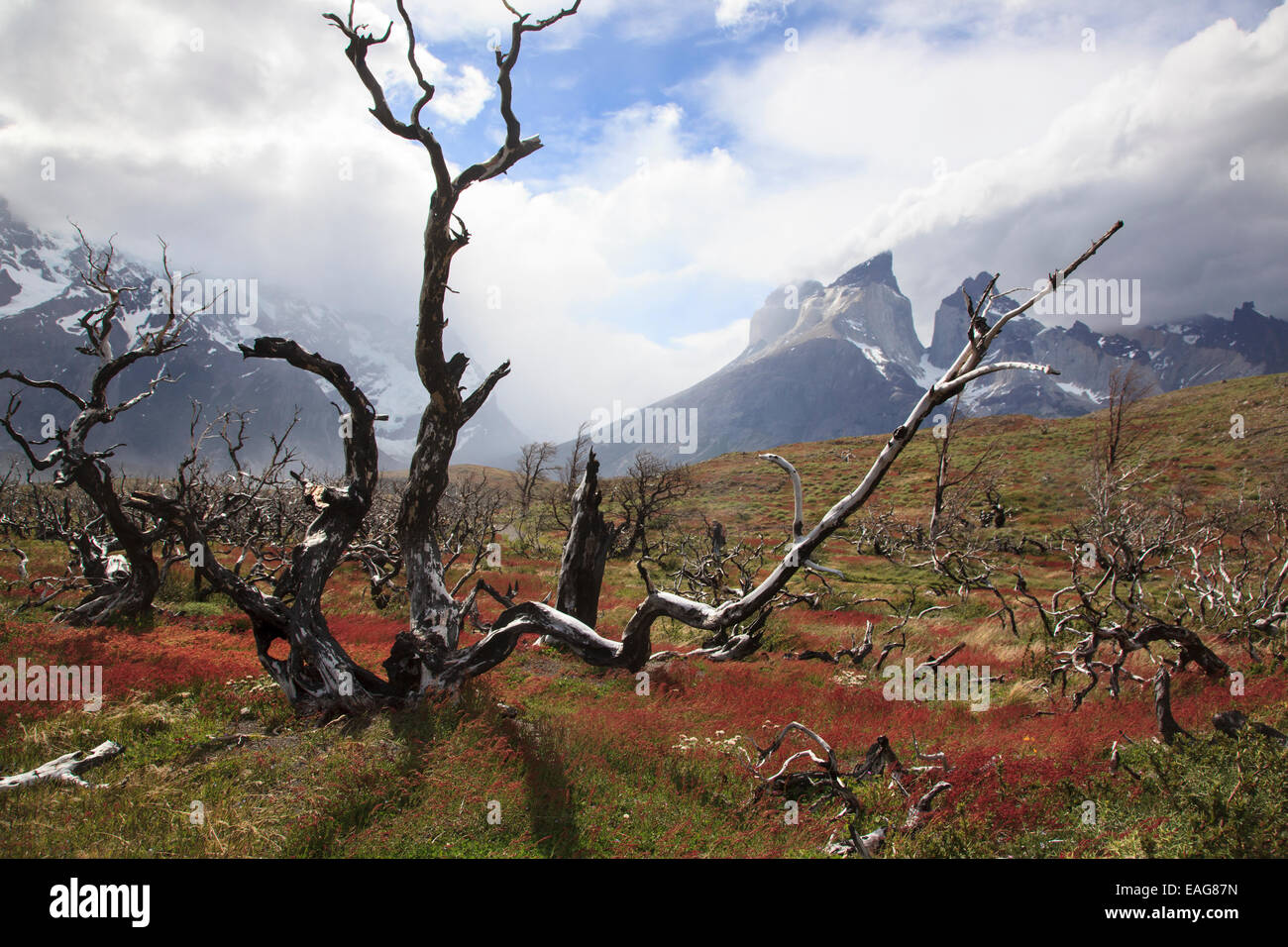 Recovered Forest Fire, Torres Del Paine National Park, Patagonia, Chile Stock Photo