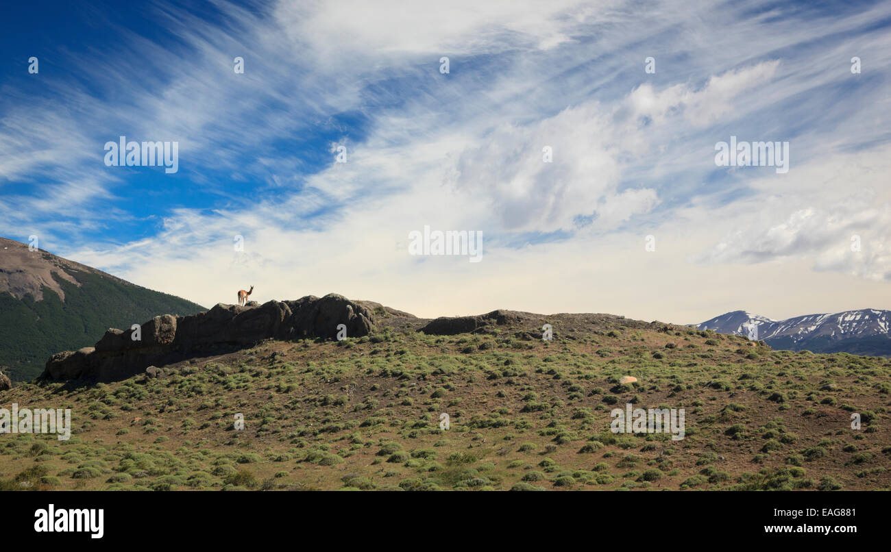 Guanaco on hill, Torres Del Paine National Park,Patagonia, Chile Stock Photo