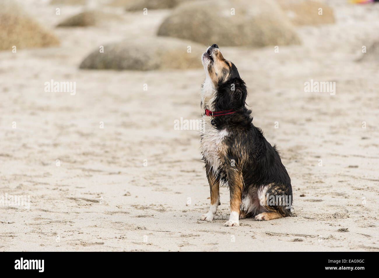 A dog howling on a beach. Stock Photo