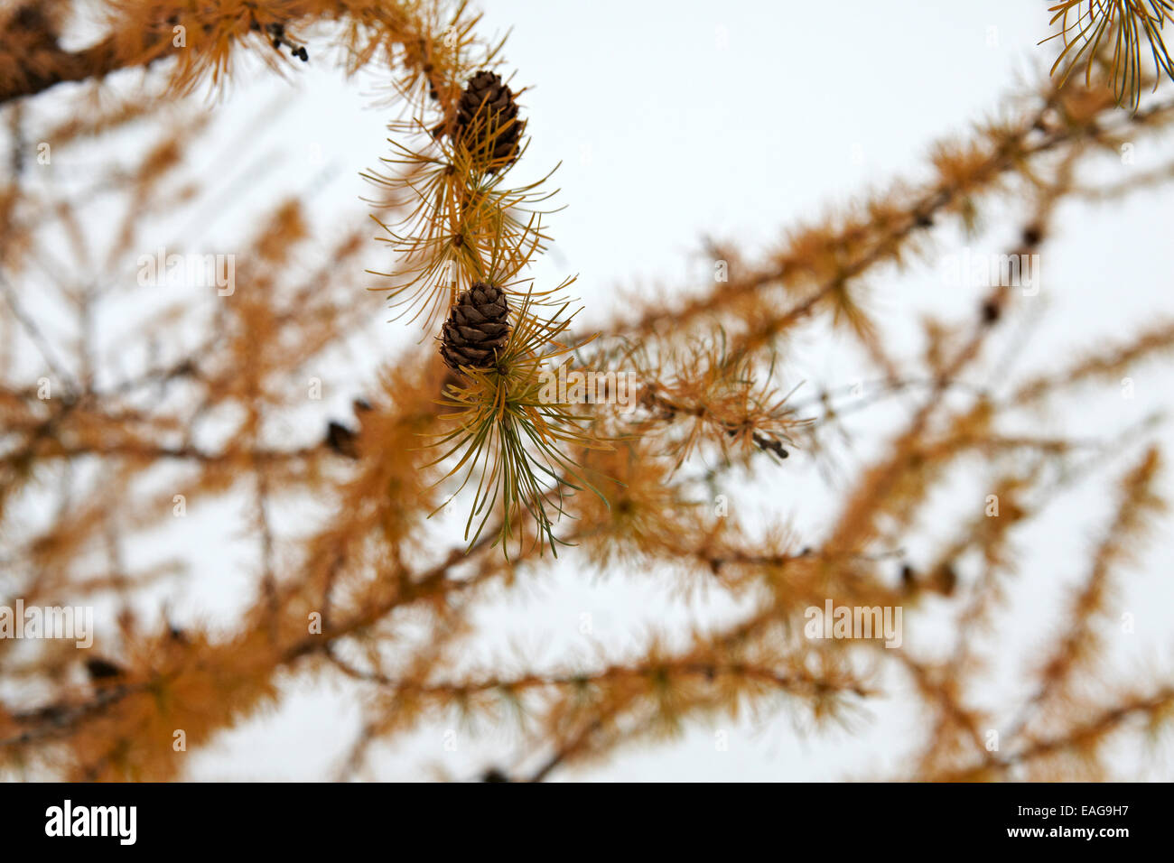Tamarack Larch tree with cones, needles have changed to gold color for Autumn, first snow has fallen. Stock Photo