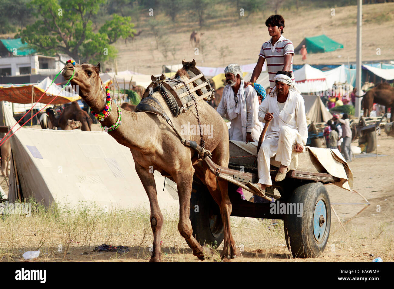 Camels, bullacart, leading, three, male, sand, pushkar, rajasthan, India. Stock Photo