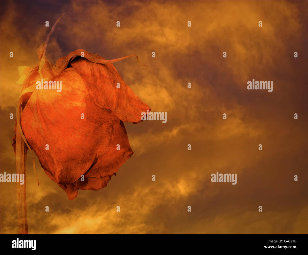 Dying rose against stormy clouds at sunset Stock Photo - Alamy