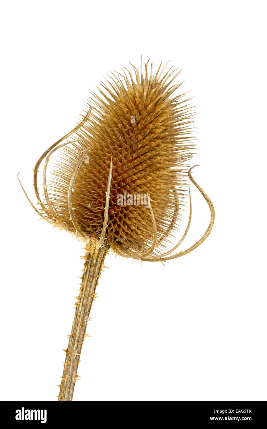 Dry teasel head on white background Stock Photo
