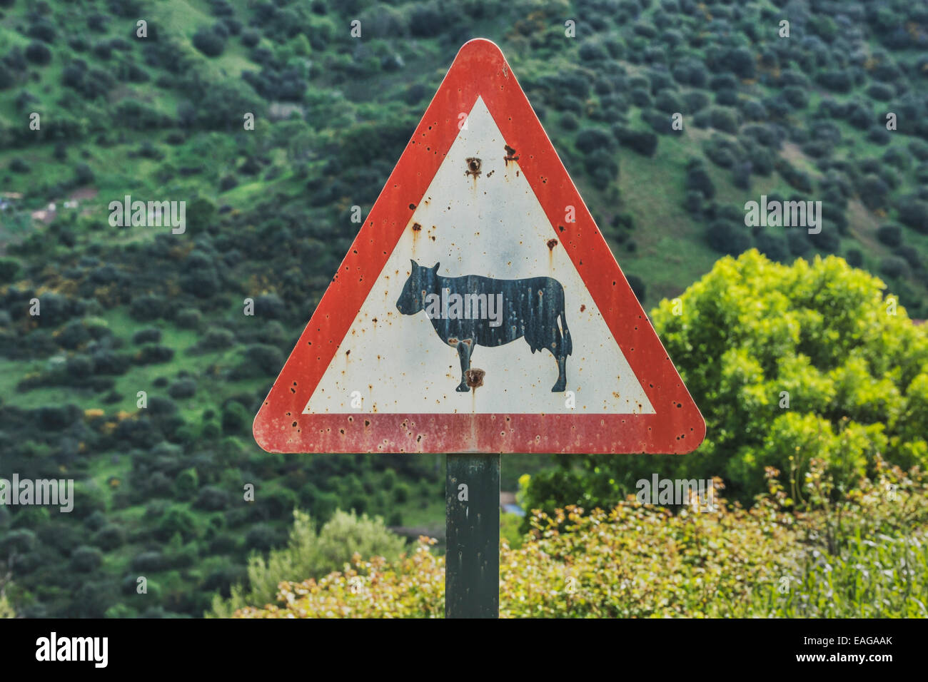 Old rosy danger sign, Beware of the cattle in Sicily, Italy, Europe Stock Photo