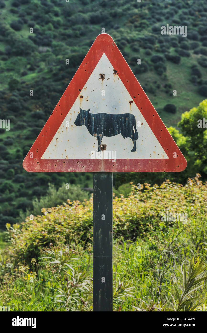 Old rusty danger sign, Beware of the cattle in Sicily, Italy, Europe Stock Photo